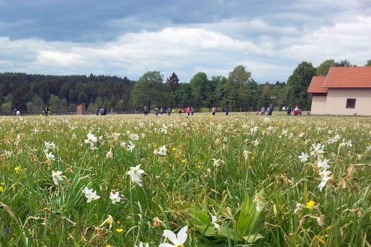 Nárciszfesztivál Oroszhegyben