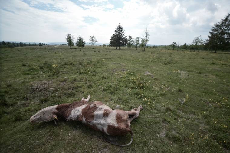 Tehenet ölt a medve Kápolnásfalu mellett
