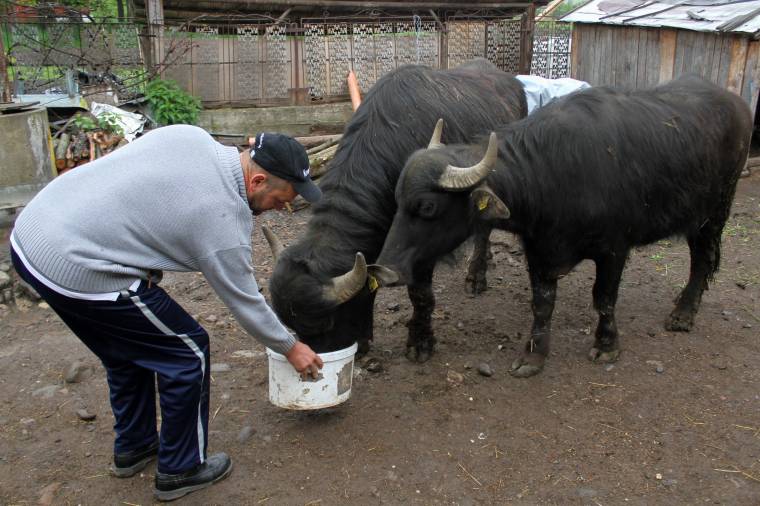 Hosszas idomítás után a borvizes szekér elé fogják a bivalyokat
