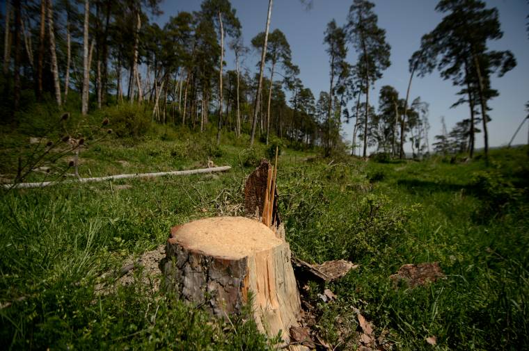 Előrelépés történt az erdészeti károk okozta jövedelemkiesés megtérítése esetében