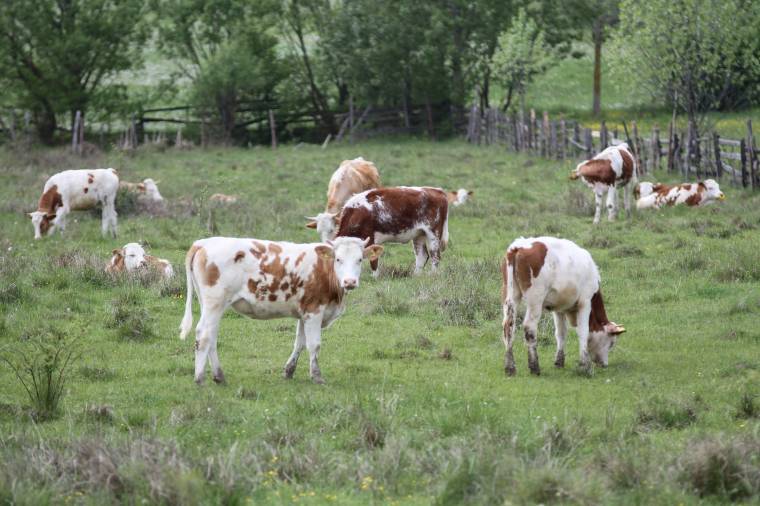 Mélyen zsebbe kell nyúlni, ha tilosban legelnek az állatok