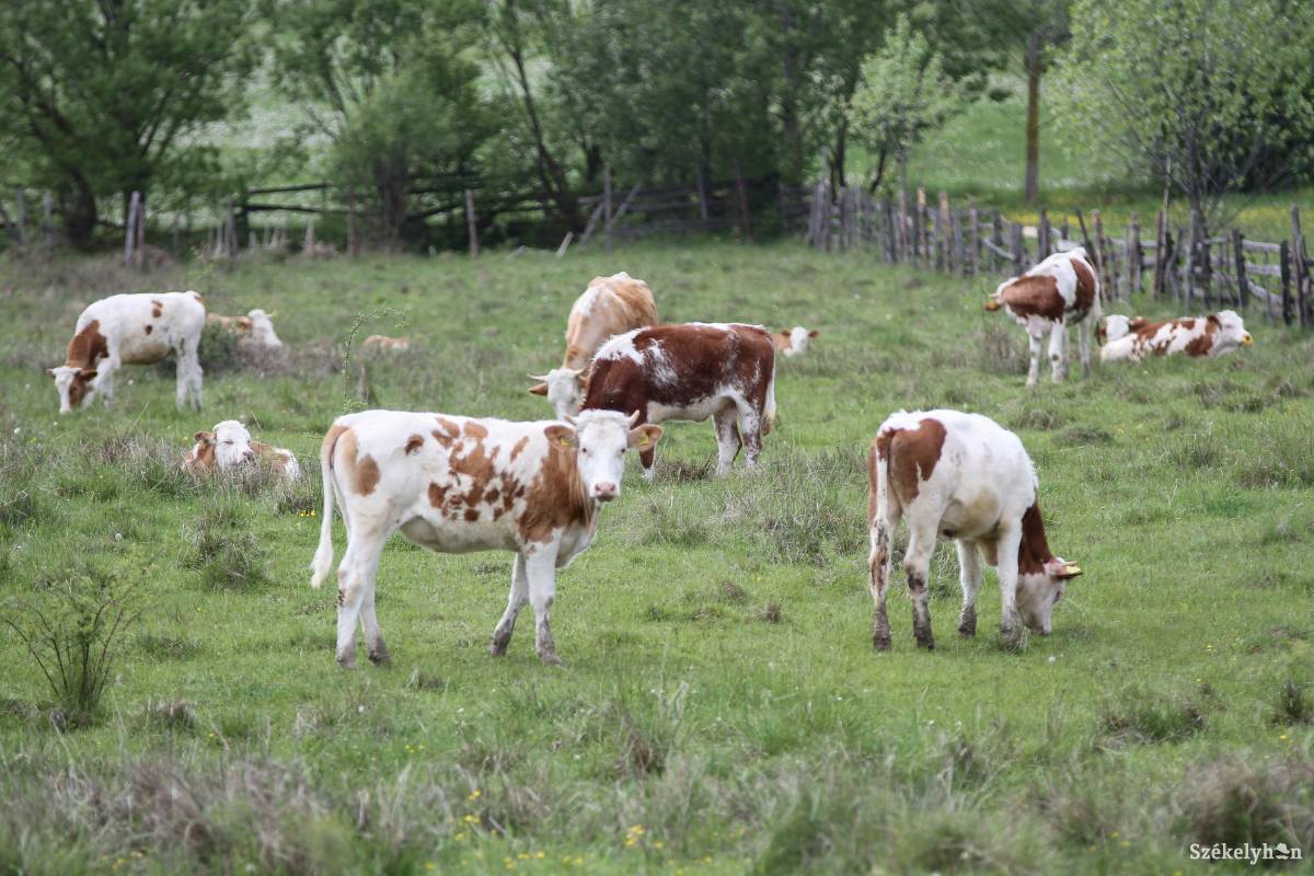 A legeltetési szabályzat a bírságokat is rögzíti. Képünk illusztráció •  Fotó: Pál Árpád