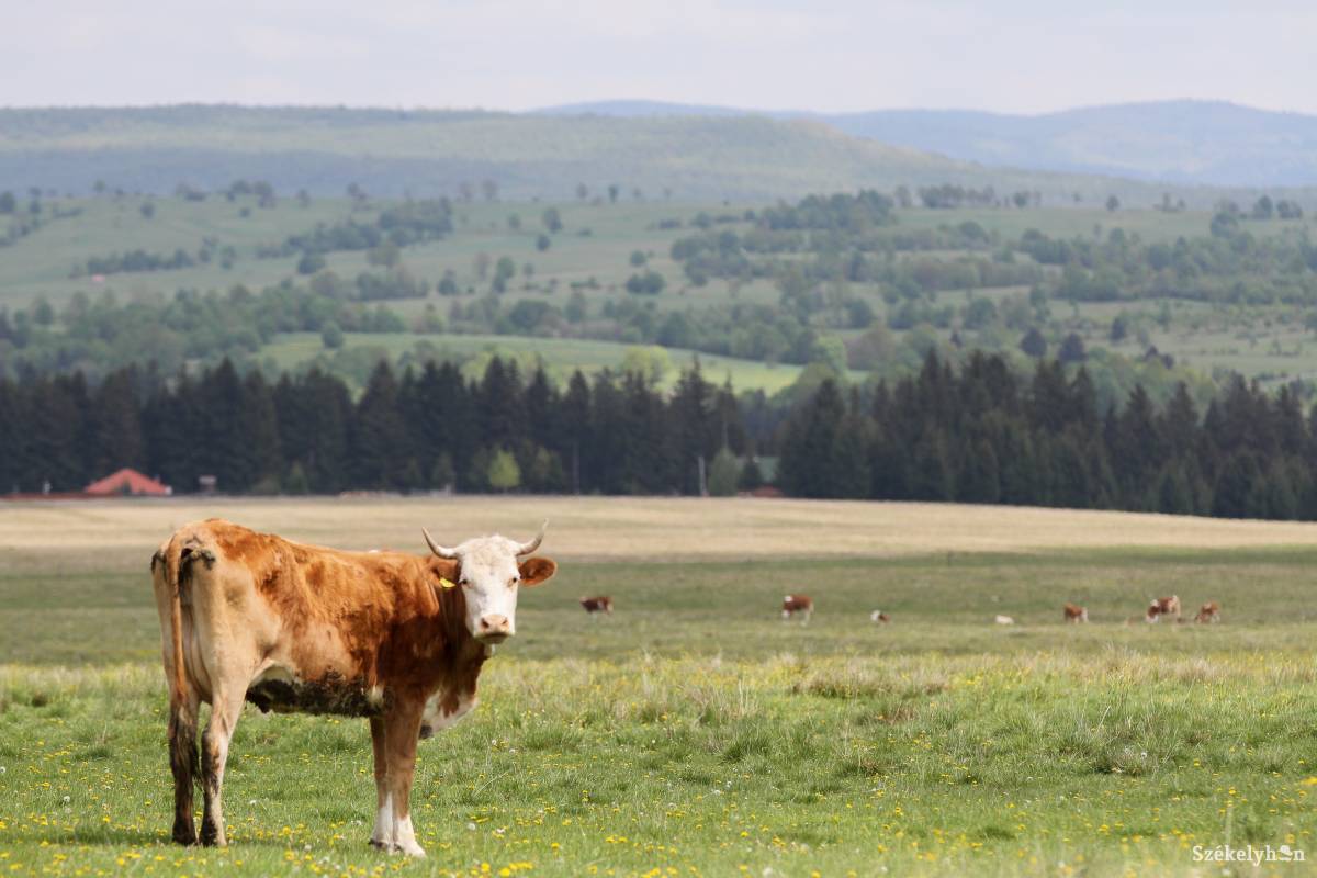 Az öko- és biotermék önmagában kevés. Támogatásra van szüksége a hegyvidéki állattartó és növénytermesztő gazdaságoknak, hogy versenyképesek maradhassanak •  Fotó: Pál Árpád