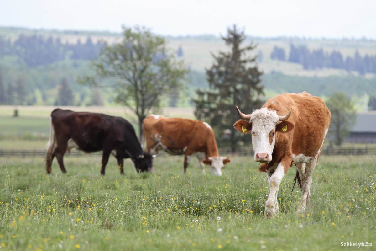 Rövidesen utalják a rendkívüli támogatást. Jelentős segítséget kapnak a tejtermelő gazdák az állataik után •  Fotó: Pál Árpád