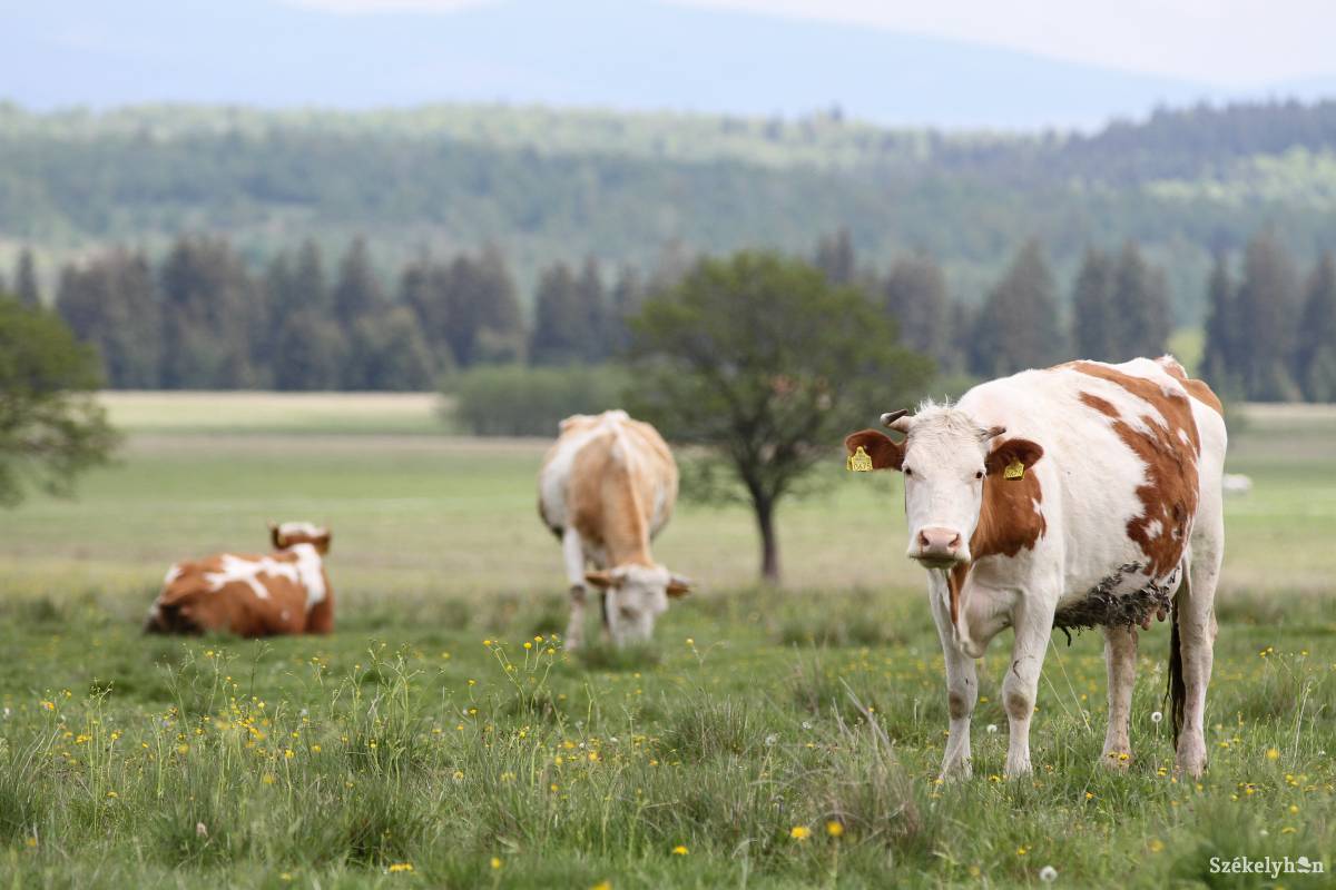 Zsebbe kell nyúlni, ha tilosban legel az állat Gyergyószentmiklós környékén. Képünk illusztráció &bullet;  Fotó: Pál Árpád