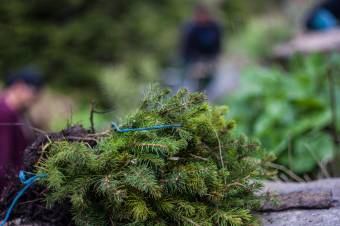 Húszmillió facsemetét terveznek idén elültetni, Maros megyében 156 hektáron lesz erdősítés