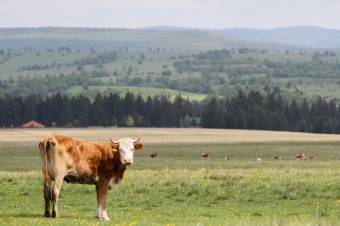 Igazolta a laborvizsgálat: lépfenével fertőzött szarvasmarhát vágtak le