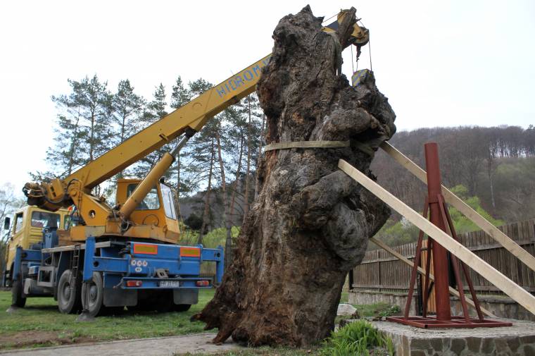 Restaurálták Székelyudvarhely legöregebb tölgyét
