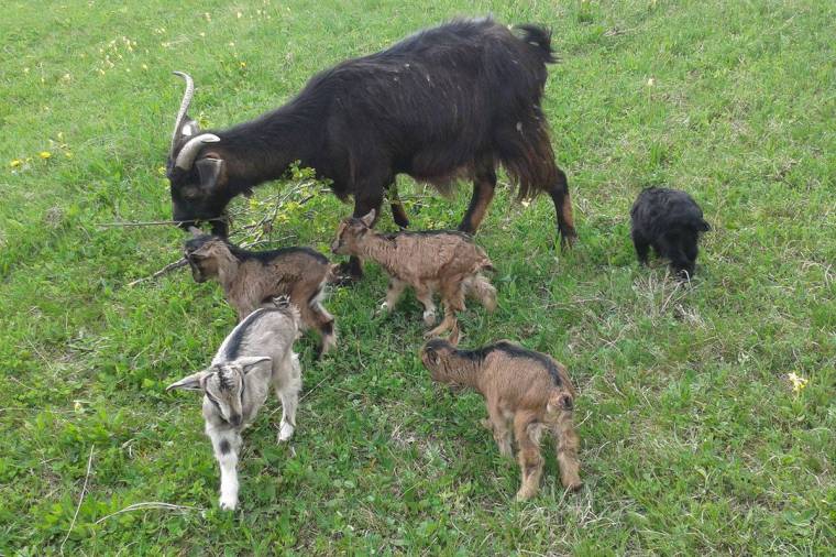 Félpályás vasúti zár a Kolozs megyei baleset miatt