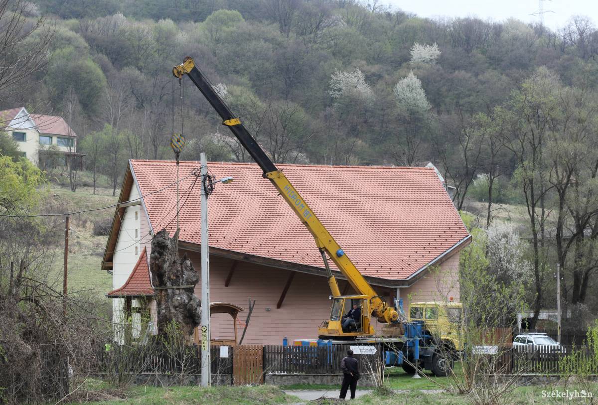 Daru segítségével helyezték a vasállványra Kannásné fáját •  Fotó: Pál Árpád