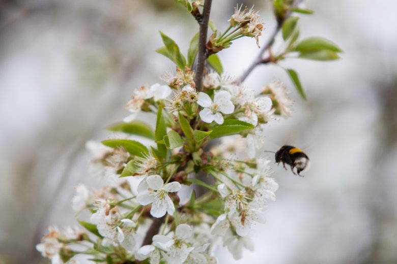 Az idei gyümölcstermés pótolhatja a tavalyi kiesést