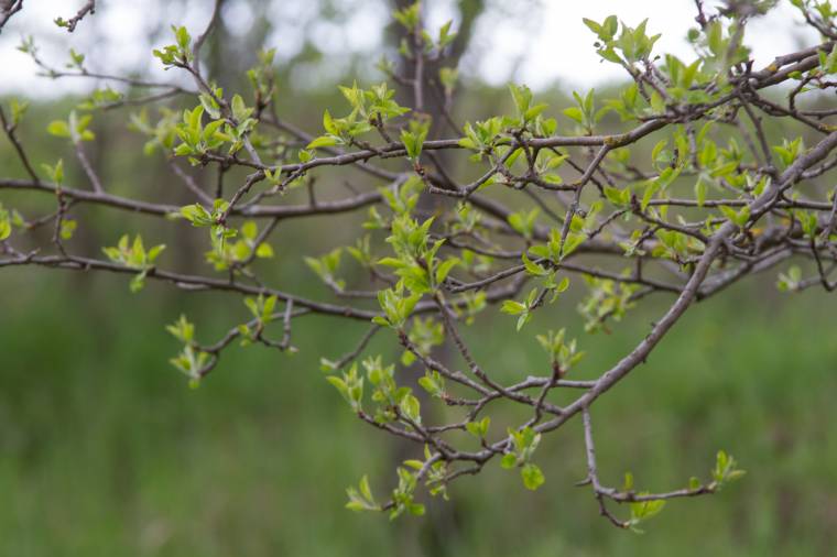 Gyümölcsoltó Boldogasszony áttett ünnepe