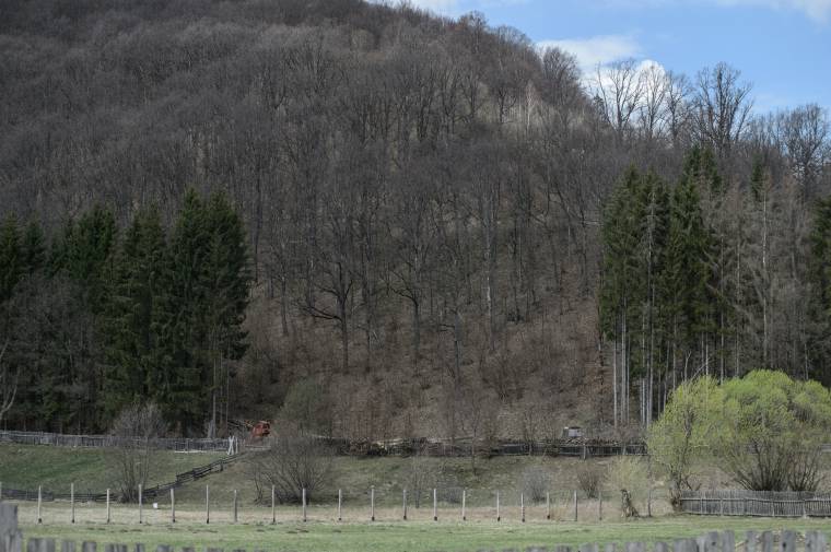 Segítő szándékú favágás