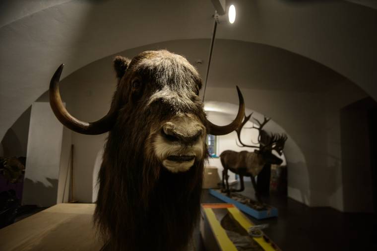 Huszonöt udvarhelyszéki település iskolásait viszik el Jégkorszak-kiállításra