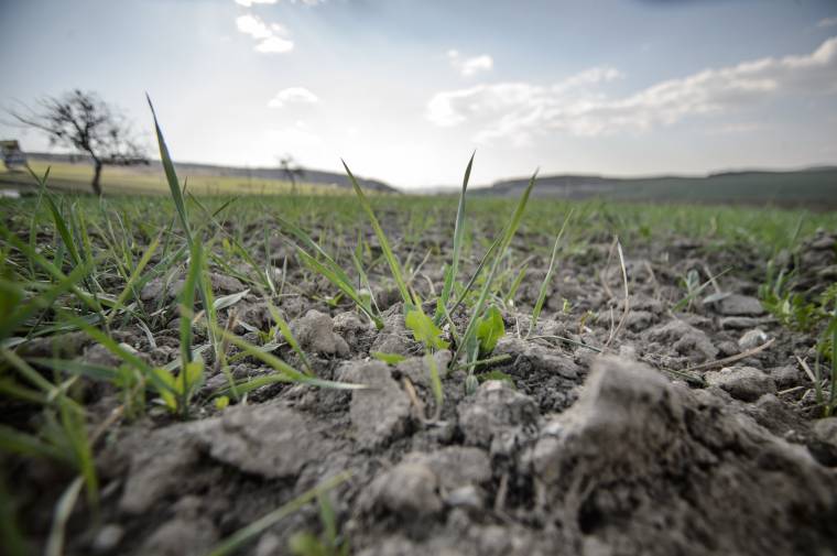 Gabonahonosítás Malomfalván