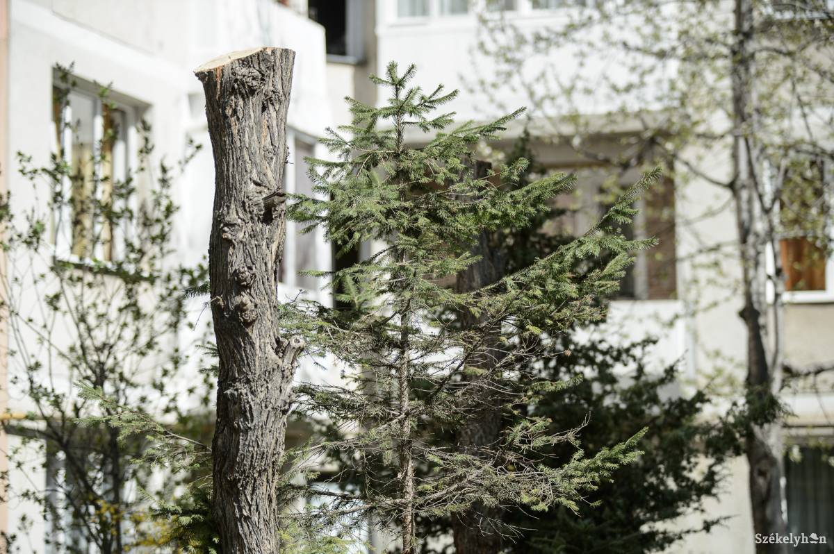 • Fotó: Barabás Ákos