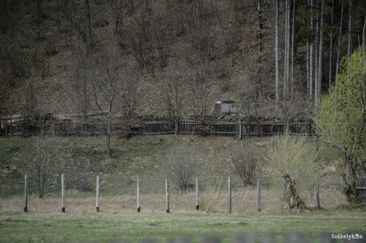 Megérett az újulásra. Az öreg fákat eltüzelik, hogy helyet adjanak a fiatalabbaknak •  Fotó: Barabás Ákos