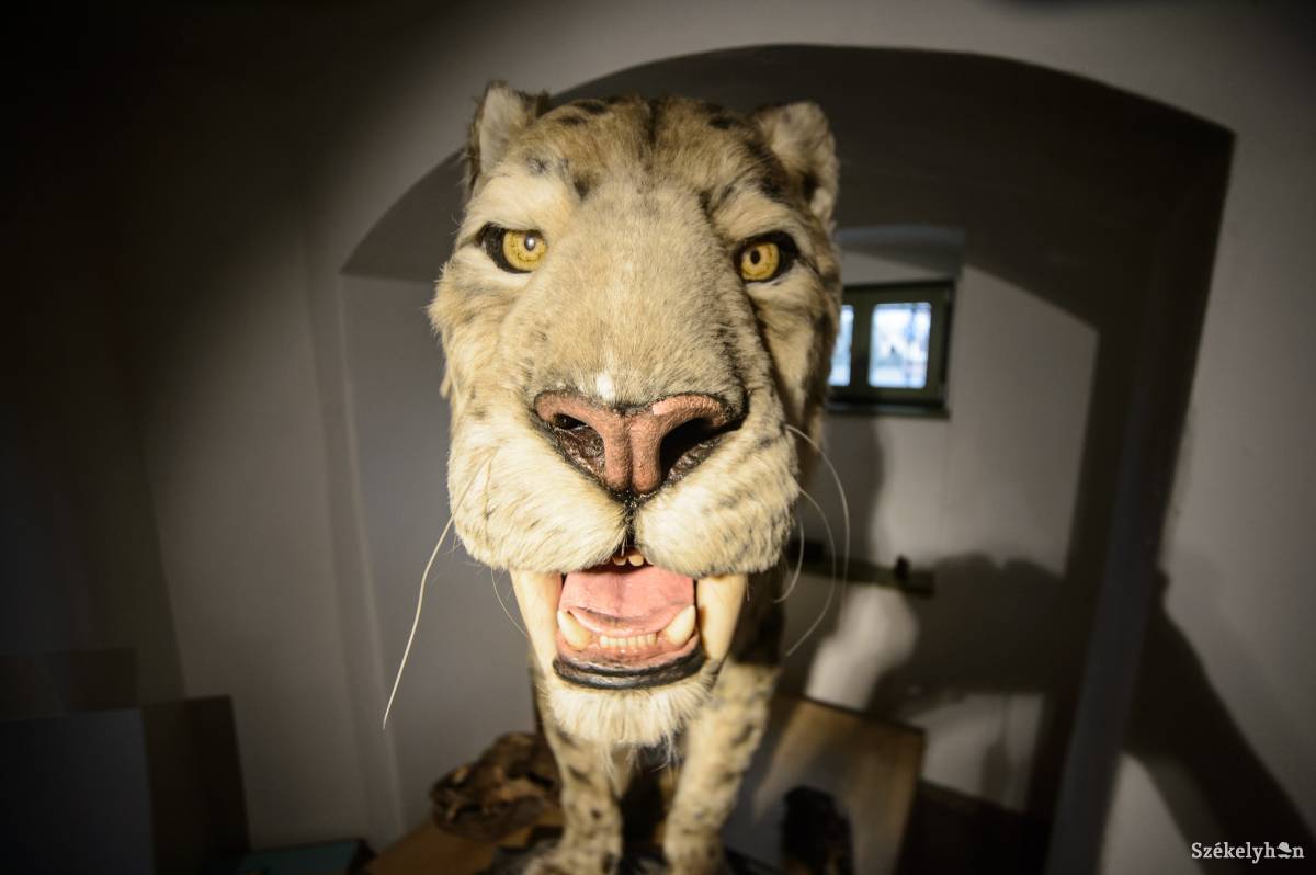 &bullet;  Fotó: Barabás Ákos