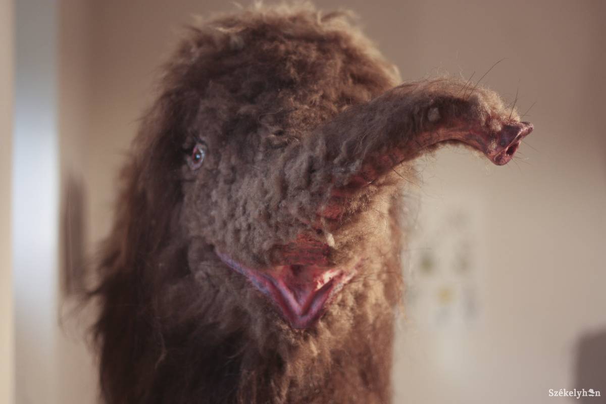 •  Fotó: Veres Réka