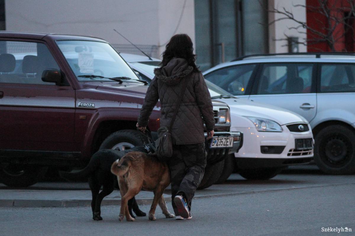 A póráz a házi kedvenc biztonságát is szolgálja •  Fotó: Pál Árpád