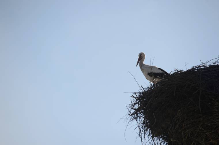 Borboly a parittya köveként „közvetítene” Dávid és Góliát harcában