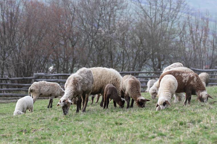 Exportra kerül a Hargita megyében nevelt bárányok jó része, mert többet adnak érte külföldön