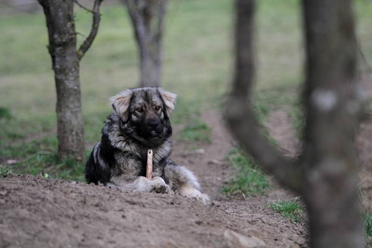 Félnek a pásztorkutyáktól