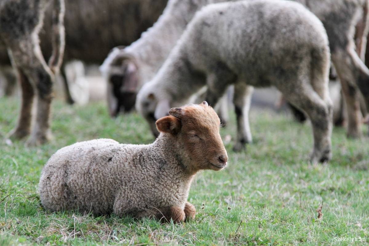 150–200 lejért lehet megvásárolni azt a bárányt, amelynek 9–10 kiló húsa van • Fotó: Pál Árpád