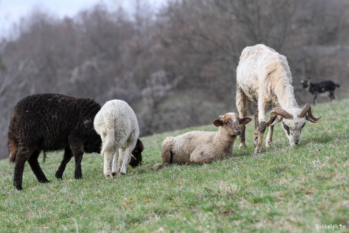 &bullet;  Fotó: Pál Árpád