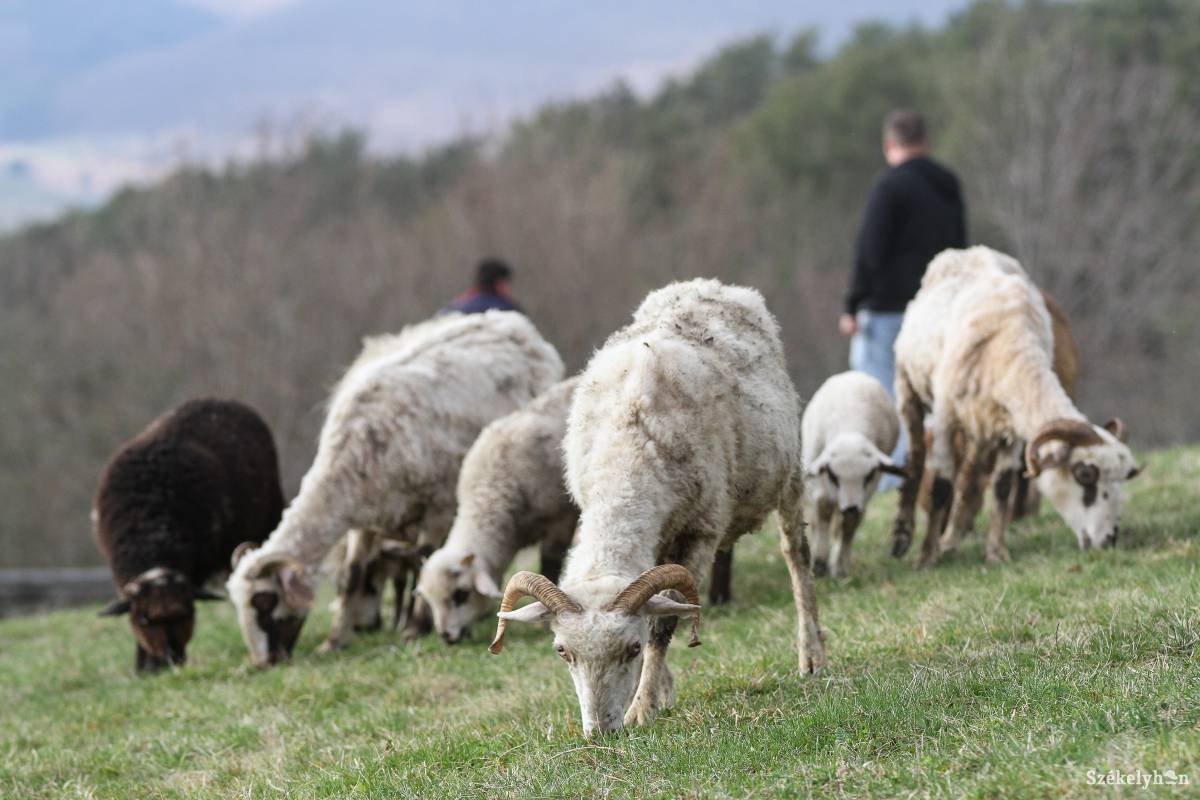 &bullet;  Fotó: Pál Árpád