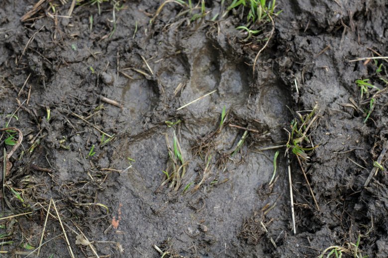 Juhokat ölt meg a medve egy háromszéki faluban, Kézdivásárhelyen is feltűnt egy bocsos nagyvad