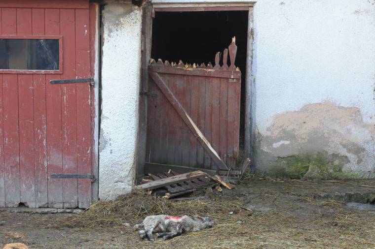 Félelem uralkodik Etéden a haszonállatokra támadó fenevad miatt