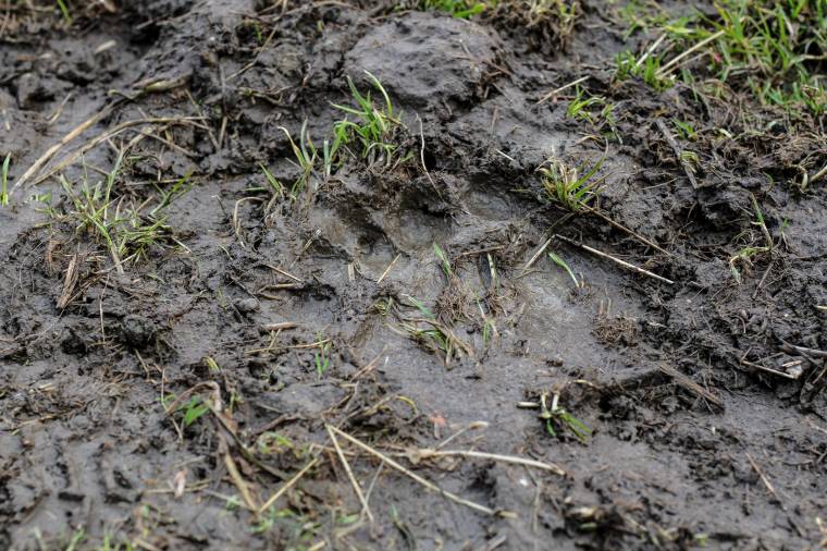 Medve sebesített meg két juhászt Csíkszereda közelében