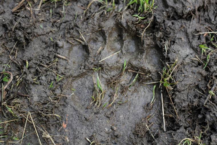 Medve támadt a szülői ház udvarán játszó kislányra Ratosnyán