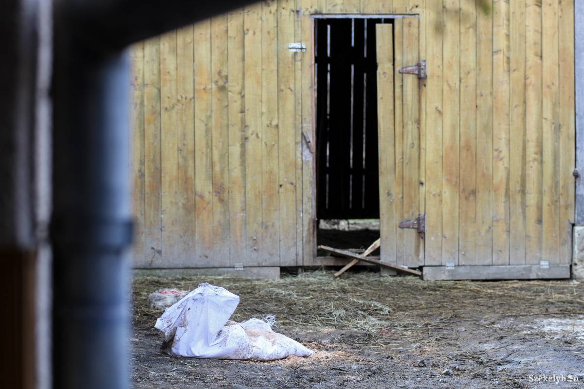 Háromszéken a sakáloktól is tartaniuk kell a gazdáknak. Illusztráció •  Fotó: Pál Árpád