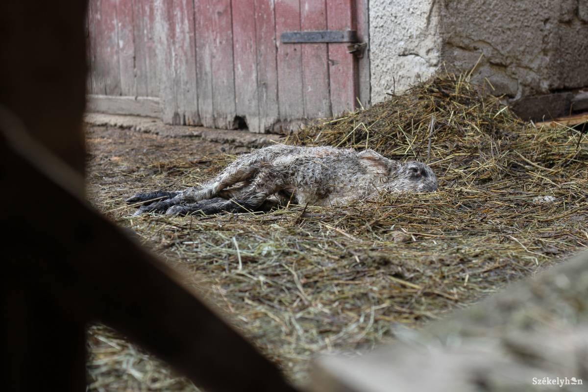 Medvetámadás után •  Fotó: Pál Árpád