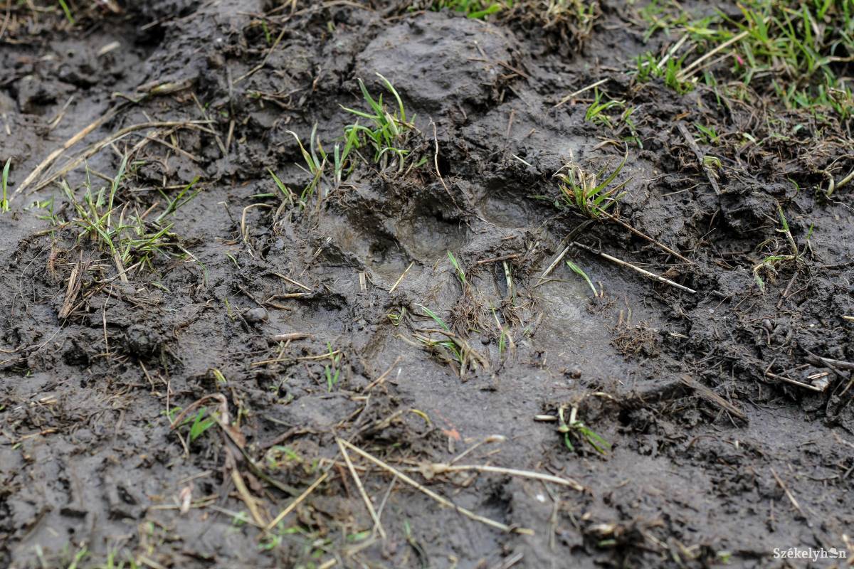 (képünk illusztráció) &bullet;  Fotó: Pál Árpád