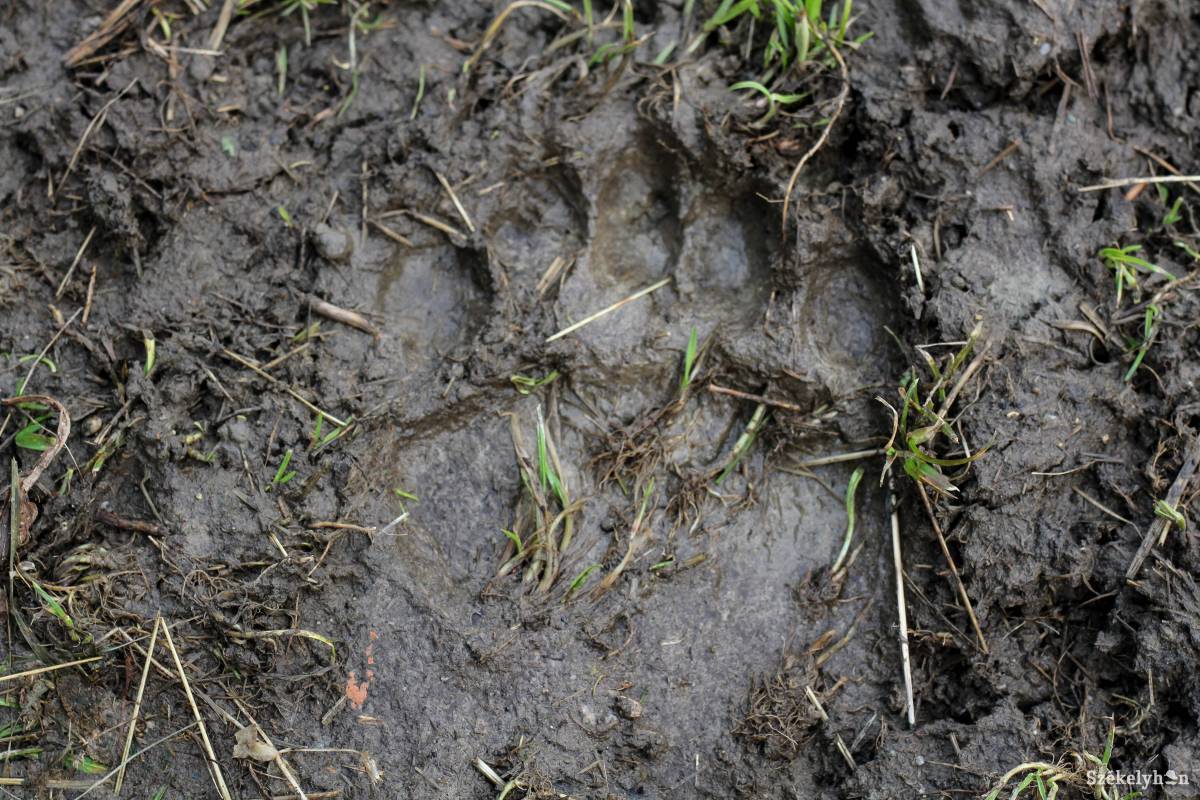 &bullet;  Fotó: Pál Árpád