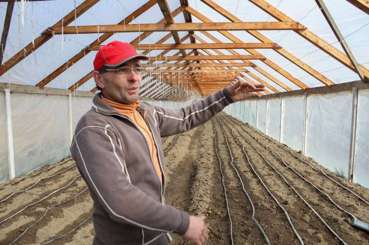 Háromezer eurós támogatás járhat a paradicsomtermesztésért