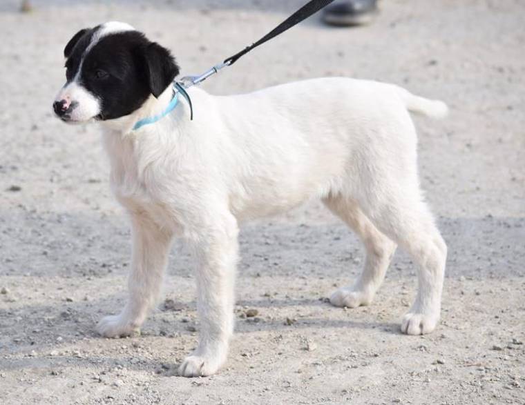 Pille, Fahéj és Anka gazdát keres