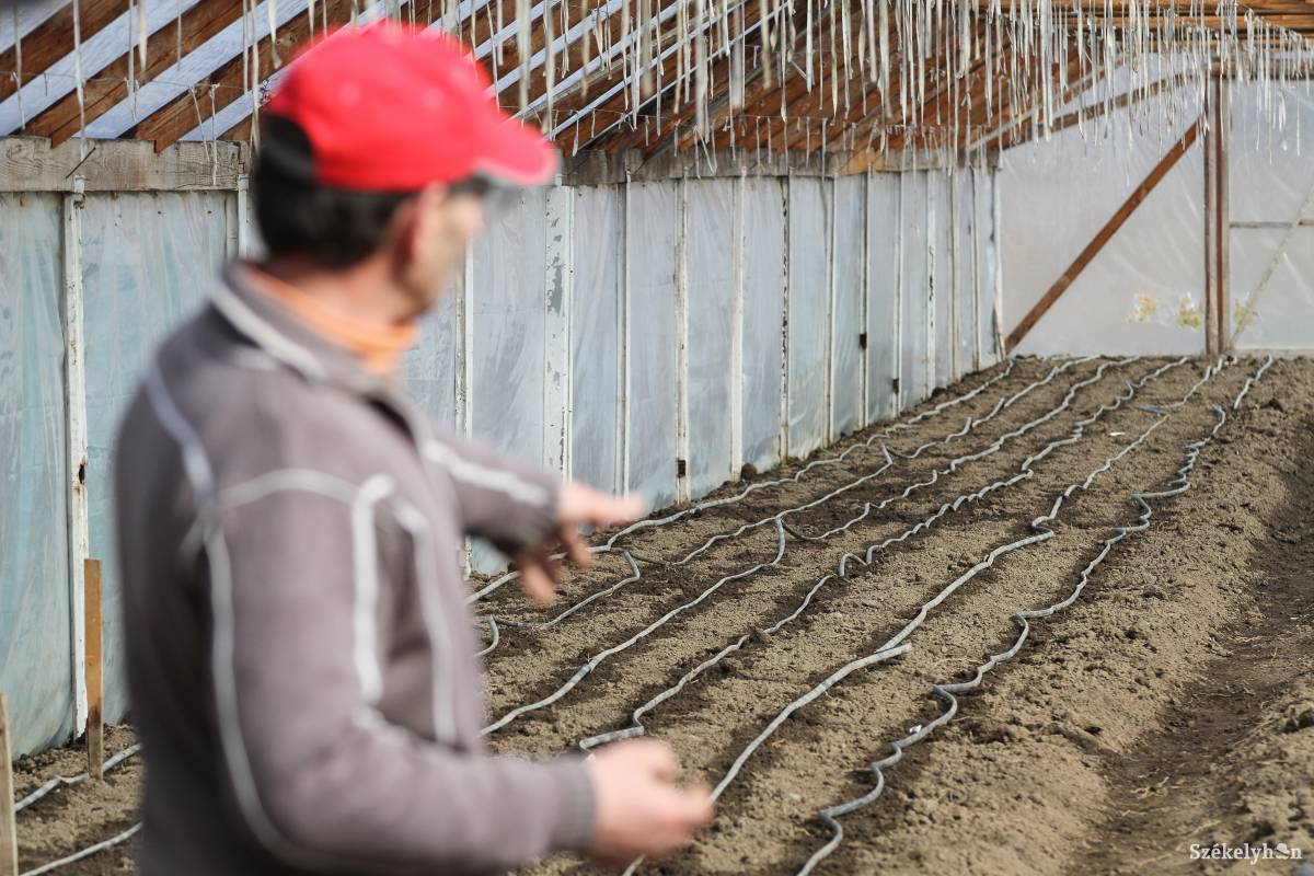 A paradicsom esetében egy tízáras fóliaházas termesztésre 3000 eurós támogatást biztosít az állam •  Fotó: Pál Árpád