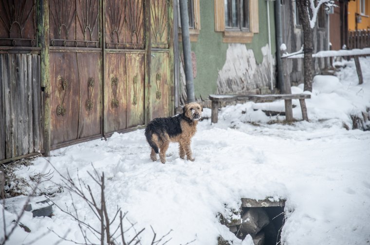 Büntetés vár azokra a gazdikra, akik szabadon engedik kutyájukat