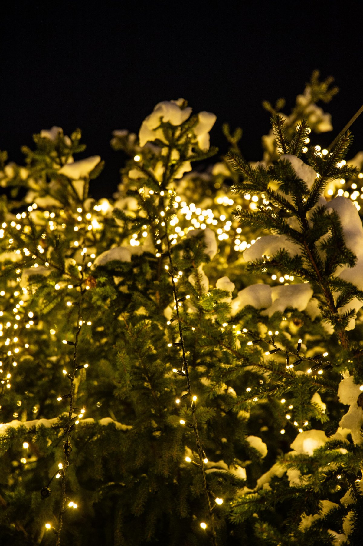 &bullet;  Fotó: Barabás Ákos