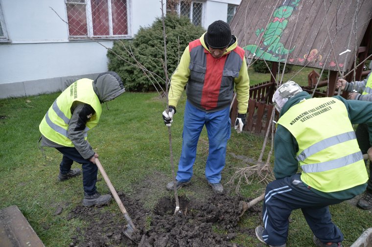 Fákat ültettek az udvarhelyi napközik udvarán