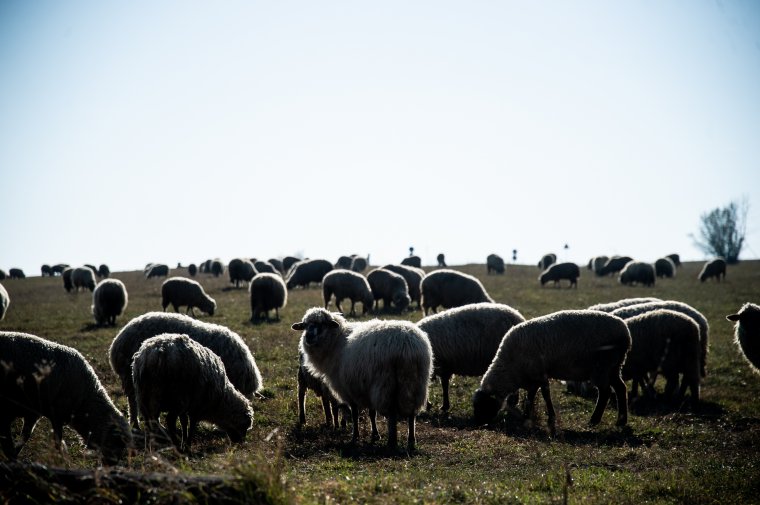 Nyájával együtt kelt át az autópályahídon egy konstancai pásztor