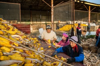 A csőd szélére sodorják a gazdákat az alacsony gabonafelvásárlási árak