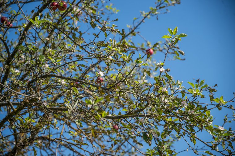 Ha már most virágoznak a gyümölcsfák, mi marad tavaszra?