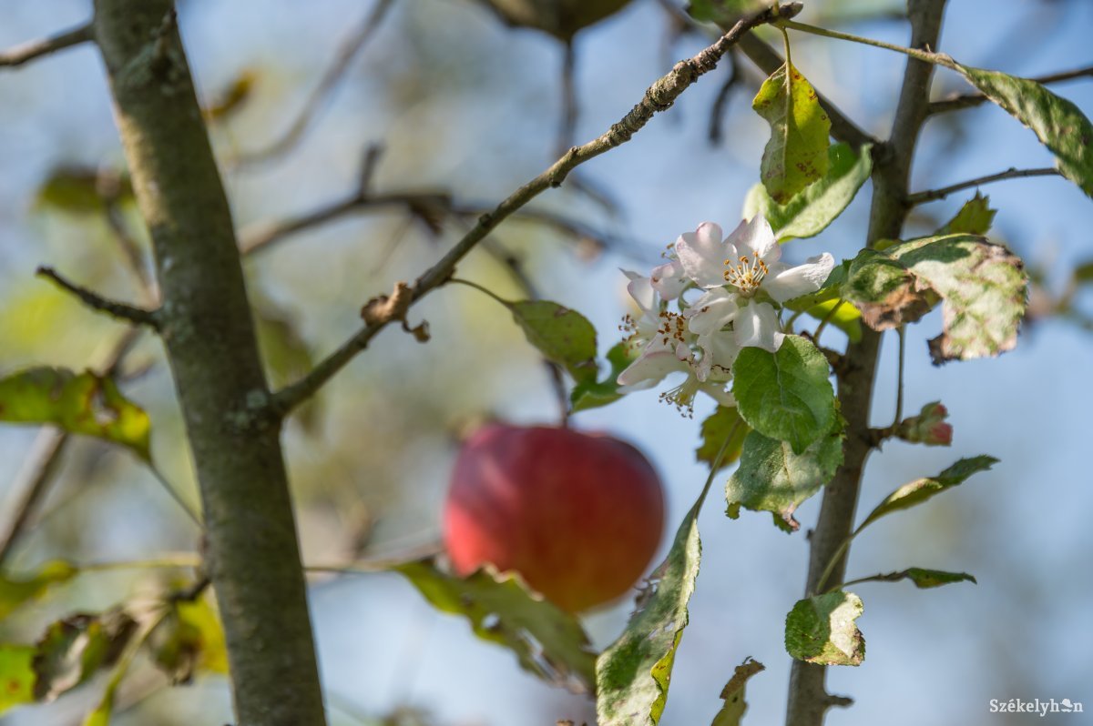 Néhol még a termést sem szedték le a fákról, azok mégis virágba borultak a kedvező időjárás miatt •  Fotó: Barabás Ákos