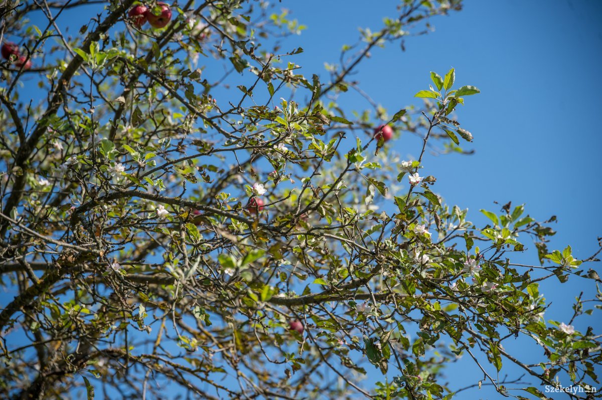 •  Fotó: Barabás Ákos