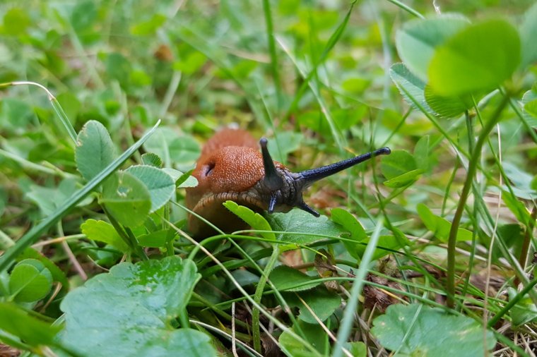 Bosszúságot okoznak a csupaszcsigák, az aknázómolytól viszont itt még nem kell tartani